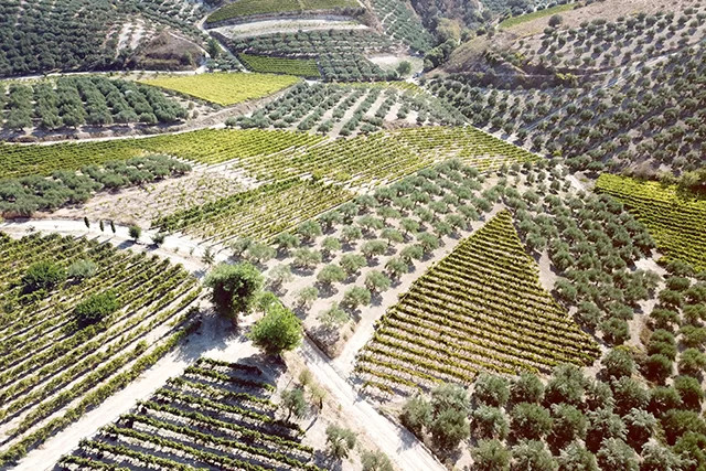 Winogrona Kreta